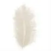 HON Feathers 12-16cm 35pcs White / 12BS099 ريش للاشغال